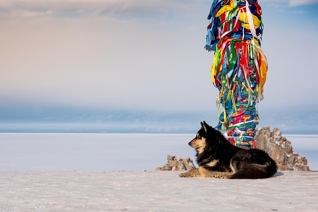 アゴダでペット同伴で泊まるときのリクエストは?